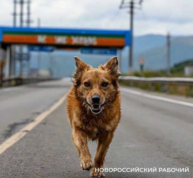 Безнадзорных собак  в Новороссийске не будут отлавливать, пока не заключат контракт