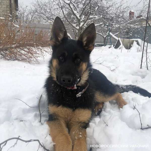 Больше 1 тысяч рублей обойдется хозяину автономное путешествие собаки или хомячка из Новороссийска в Москву