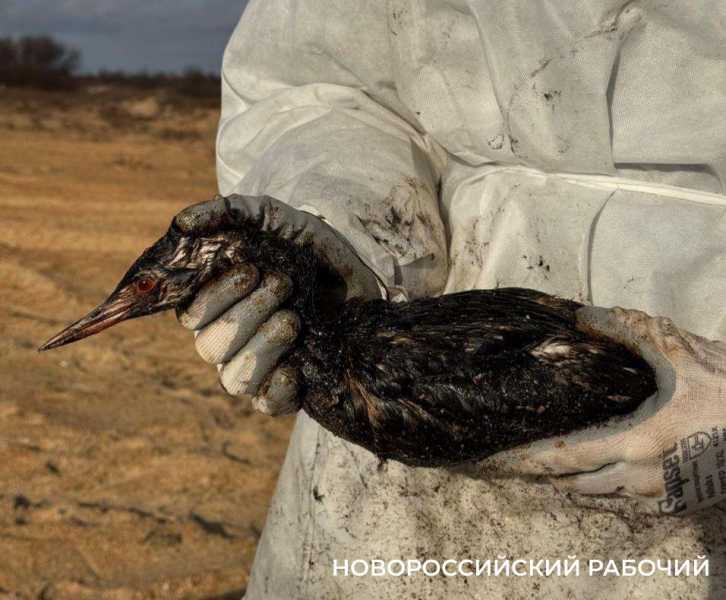 Больше 4,8 тысяч птиц спасли в Анапе и Темрюкском районах. Новороссийские волонтеры тоже не остались в стороне