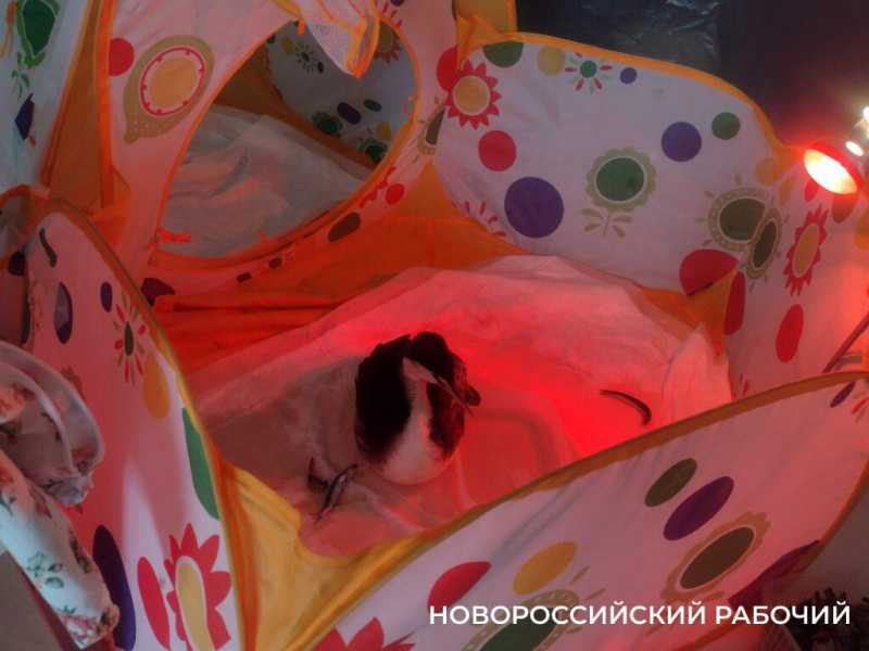 Буйного, Ряженку и Пирожка в Новороссийском штабе по спасению птиц откармливают жуками