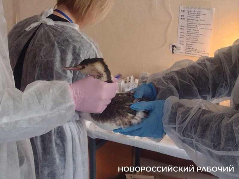 Буйного, Ряженку и Пирожка в Новороссийском штабе по спасению птиц откармливают жуками