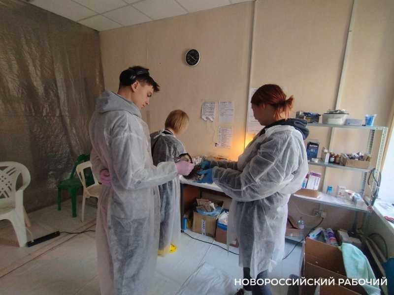 Буйного, Ряженку и Пирожка в Новороссийском штабе по спасению птиц откармливают жуками