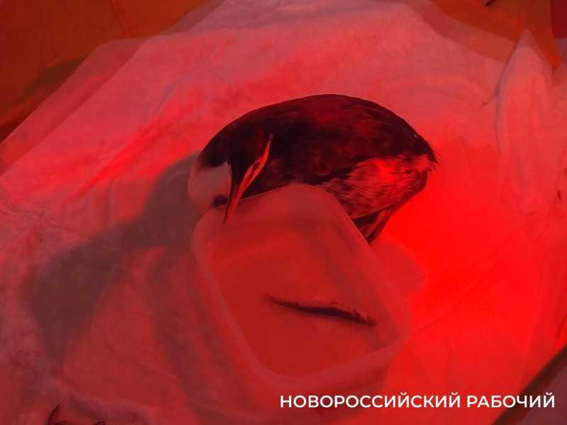 Буйного, Ряженку и Пирожка в Новороссийском штабе по спасению птиц откармливают жуками