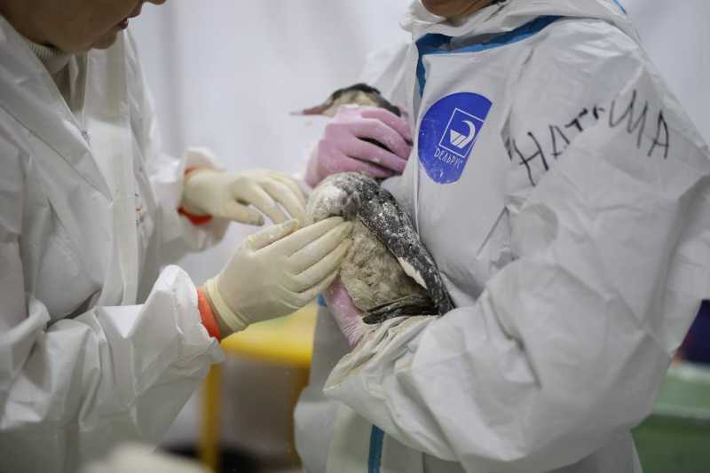 Центр передержки отмытых от мазута птиц заработал в пригороде Новороссийска