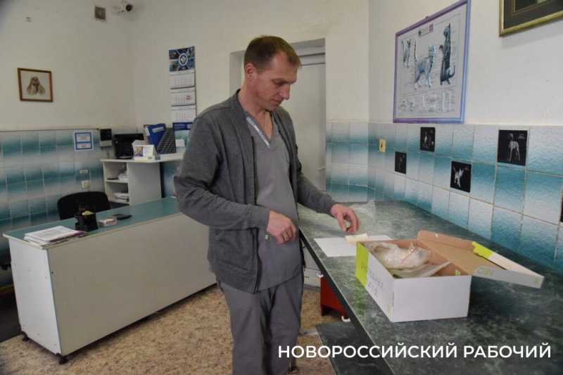 Иголки с нитками, щебень, шишки и беруши. В Новороссийске ветврачи создали мини-музей предметов, которые «едят» собаки и кошки