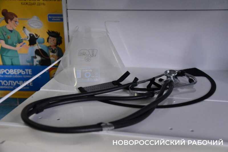 Иголки с нитками, щебень, шишки и беруши. В Новороссийске ветврачи создали мини-музей предметов, которые «едят» собаки и кошки