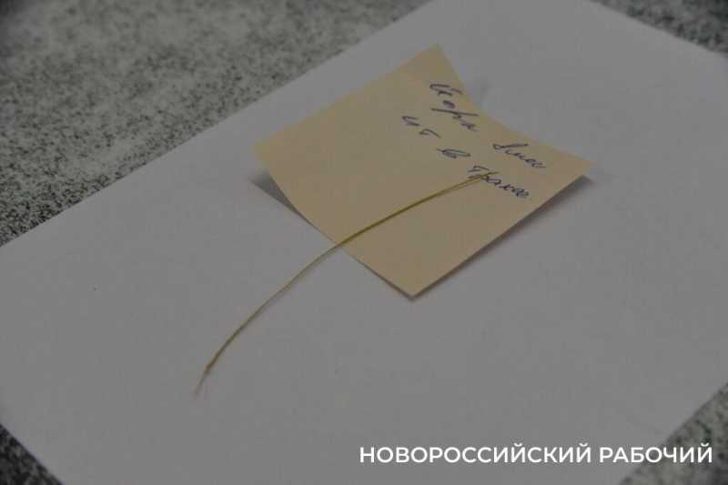 Иголки с нитками, щебень, шишки и беруши. В Новороссийске ветврачи создали мини-музей предметов, которые «едят» собаки и кошки