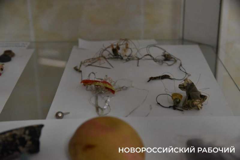 Иголки с нитками, щебень, шишки и беруши. В Новороссийске ветврачи создали мини-музей предметов, которые «едят» собаки и кошки