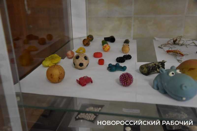 Иголки с нитками, щебень, шишки и беруши. В Новороссийске ветврачи создали мини-музей предметов, которые «едят» собаки и кошки