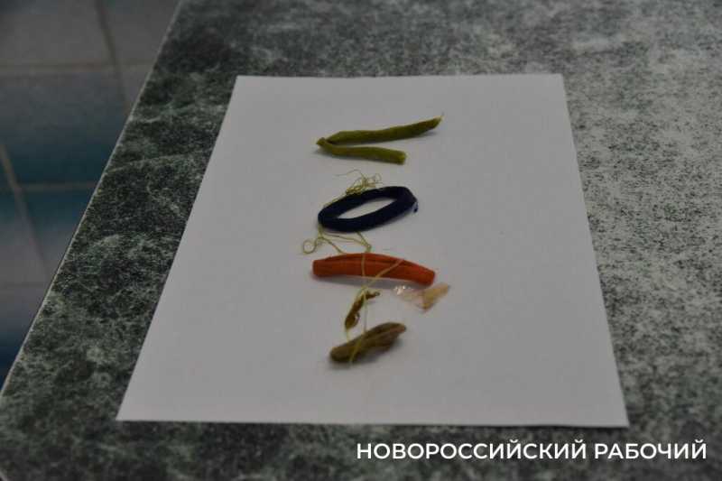 Иголки с нитками, щебень, шишки и беруши. В Новороссийске ветврачи создали мини-музей предметов, которые «едят» собаки и кошки
