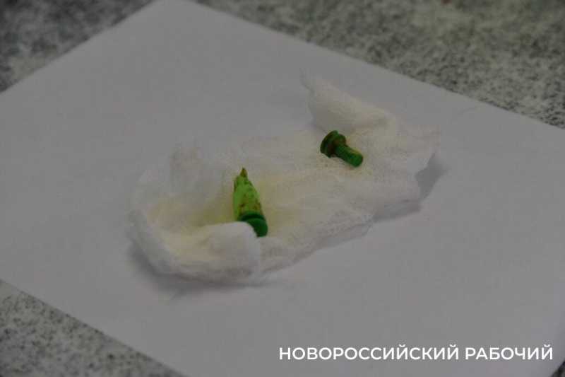Иголки с нитками, щебень, шишки и беруши. В Новороссийске ветврачи создали мини-музей предметов, которые «едят» собаки и кошки