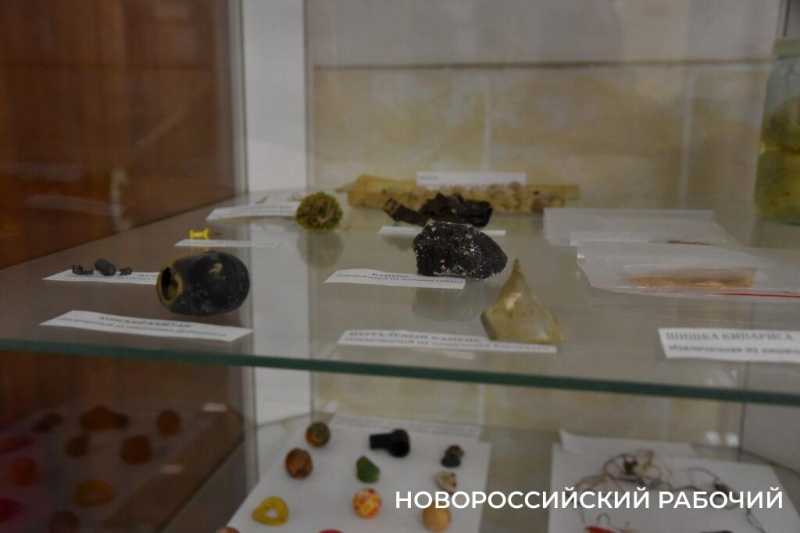 Иголки с нитками, щебень, шишки и беруши. В Новороссийске ветврачи создали мини-музей предметов, которые «едят» собаки и кошки