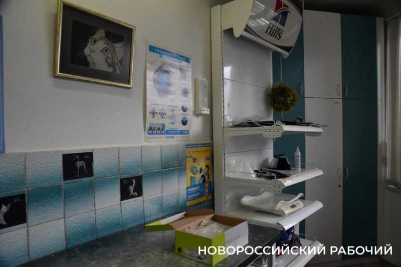 Иголки с нитками, щебень, шишки и беруши. В Новороссийске ветврачи создали мини-музей предметов, которые «едят» собаки и кошки