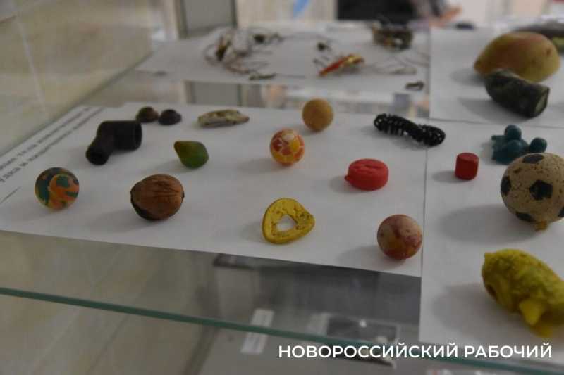 Иголки с нитками, щебень, шишки и беруши. В Новороссийске ветврачи создали мини-музей предметов, которые «едят» собаки и кошки