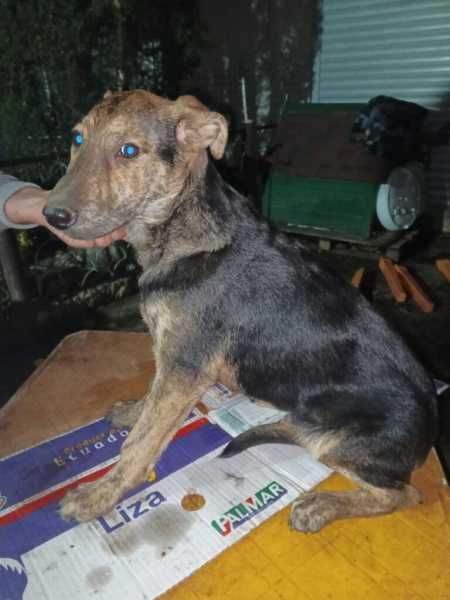 Малыш спасся, потому что лежал на умершем брате. история спасения щенка из Новороссийска