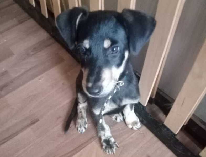 Малыш спасся, потому что лежал на умершем брате. история спасения щенка из Новороссийска