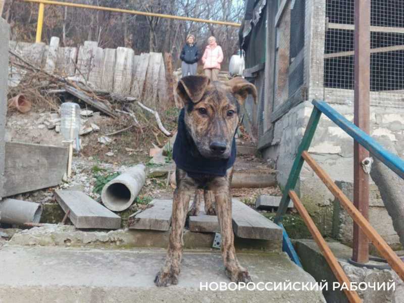 Малыш спасся, потому что лежал на умершем брате. история спасения щенка из Новороссийска