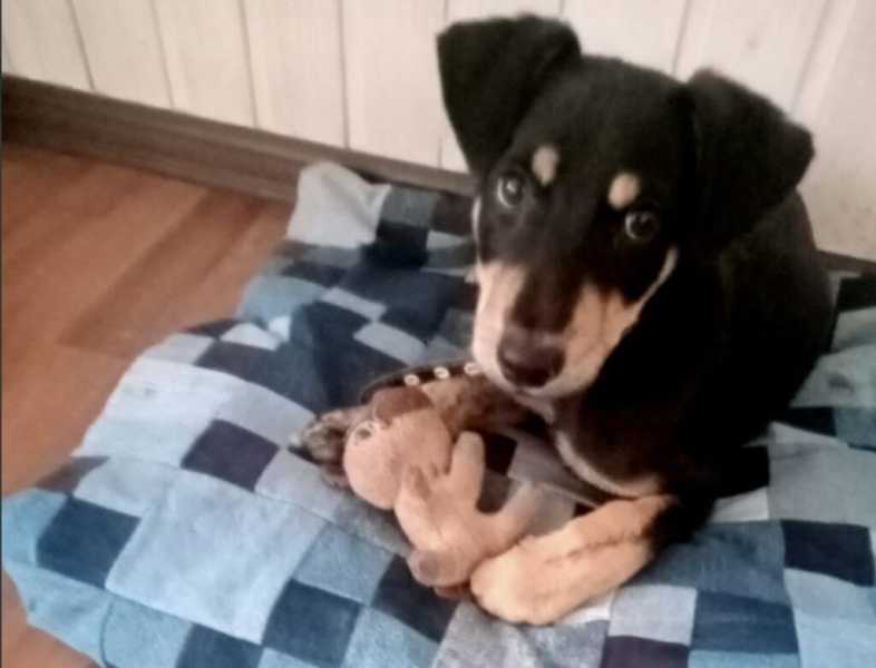 Малыш спасся, потому что лежал на умершем брате. история спасения щенка из Новороссийска