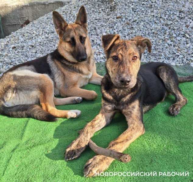 Малыш спасся, потому что лежал на умершем брате. история спасения щенка из Новороссийска