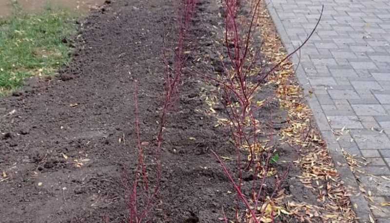 Озеленители Новороссийска высадили живую изгородь в парковой аллее по улице Советов 