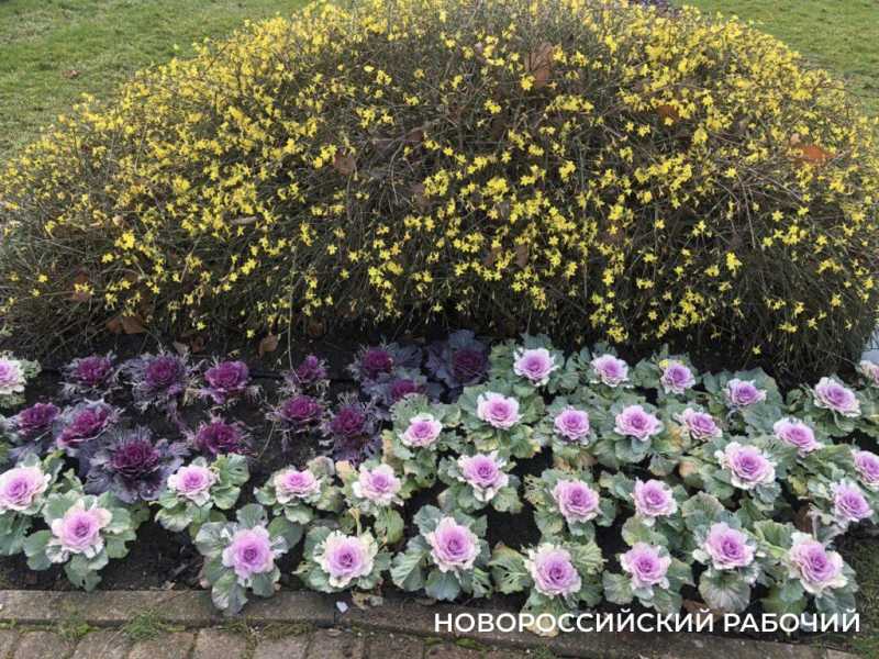 Погода в Новороссийске: встретились осень, зима и весна