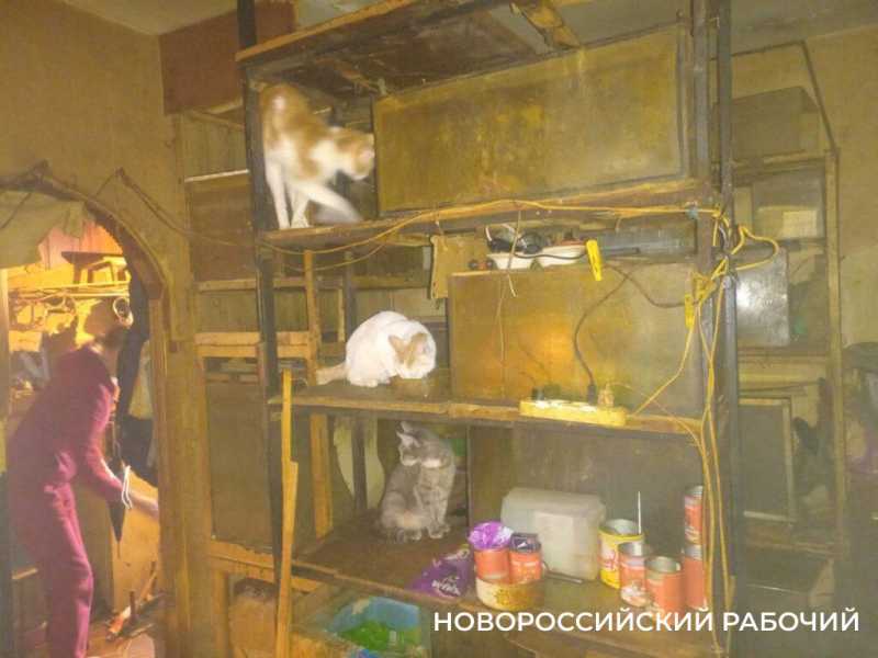 Шок-история. В Новороссийске у дедушки в квартире живут 15 кошек, которые никогда не видели солнца. Сегодня под угрозой жизнь и деда, и животных