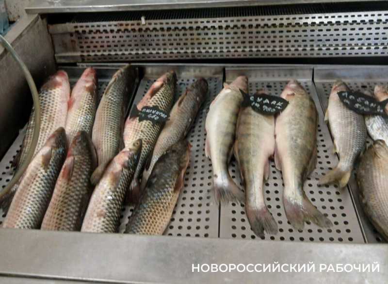 В Новороссийске черноморская рыба после ЧС в Анапе почти не подорожала. А мазута не наелась?