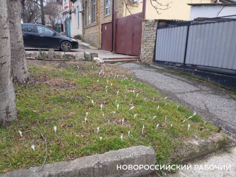 В Новороссийске газон на центральной улице утыкали… вилками