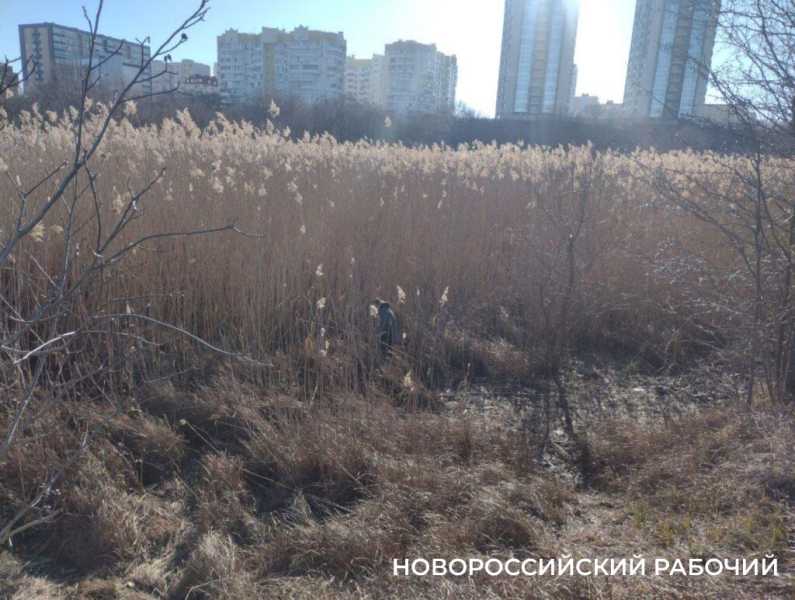 В Новороссийске подрядчик из Перми готов начать чистку Южных прудов. Это вообще законно?