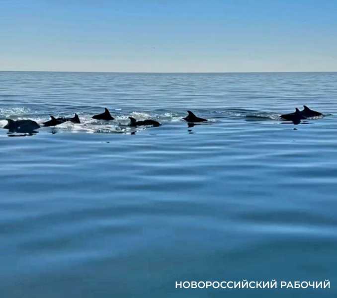В Новороссийске пока нет места госпиталю для пострадавших дельфинов