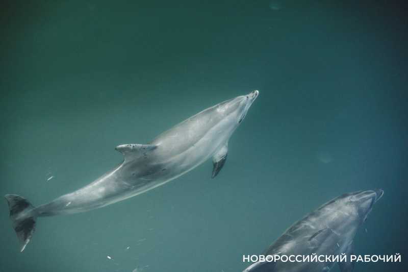 В Новороссийске срочно ищут участок под   госпиталь для дельфинов