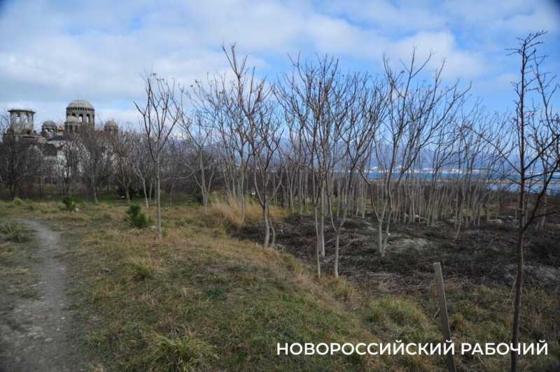 В Новороссийске у моря появится «Сердце города»