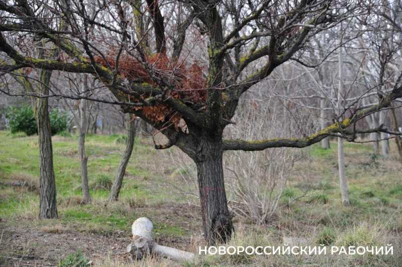 В Новороссийске у моря появится «Сердце города»