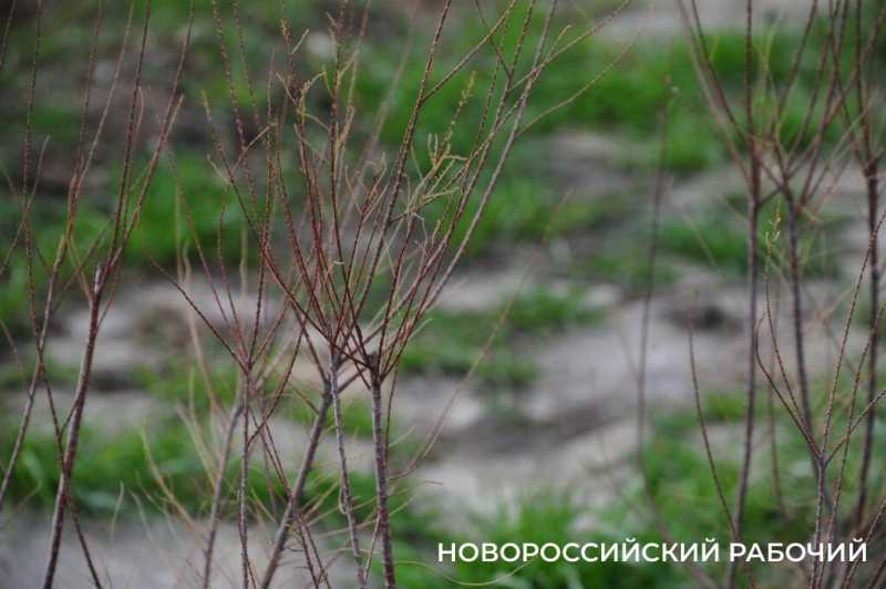 В Новороссийске у моря появится «Сердце города»