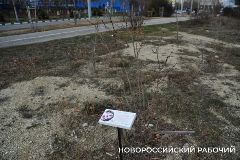 В Новороссийске у моря появится «Сердце города»