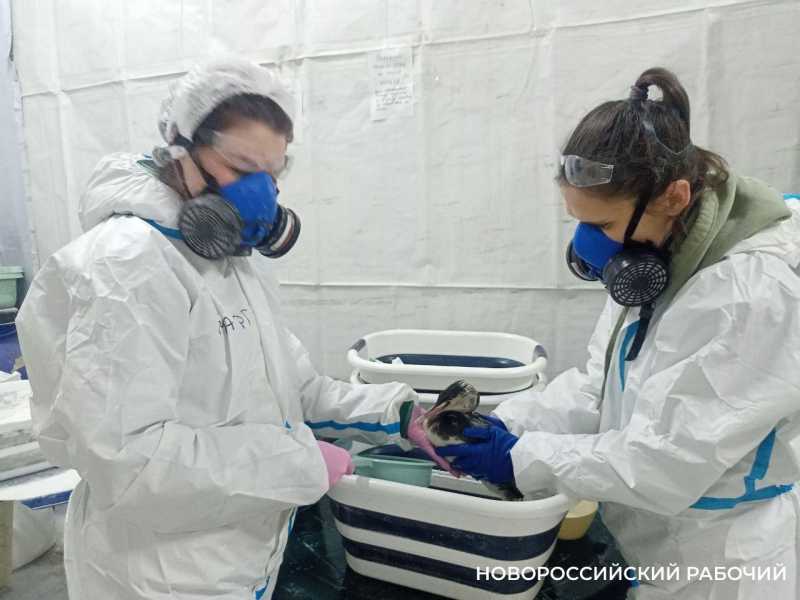 В Новороссийске уже отмыли больше 80 птиц. Нужны ловцы и ветеринары