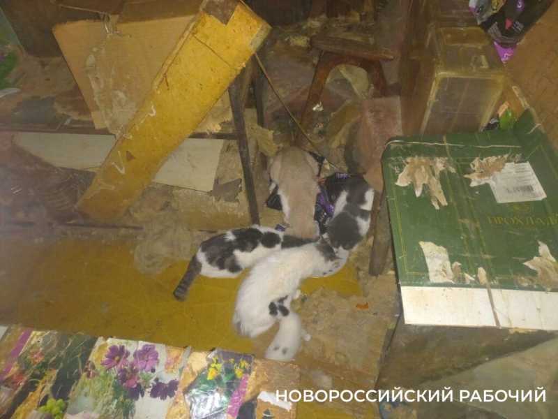 В Новороссийске в квартире пенсионера в 15 кошками горел «вечный огонь», который мог взорвать весь дом. Подробности шок-истории