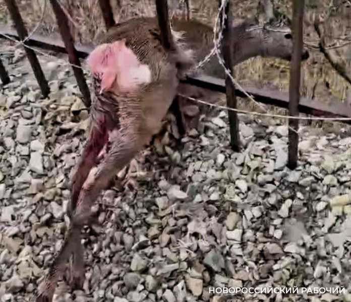 В Новороссийске выручали косулю, застрявшую в железной ограде