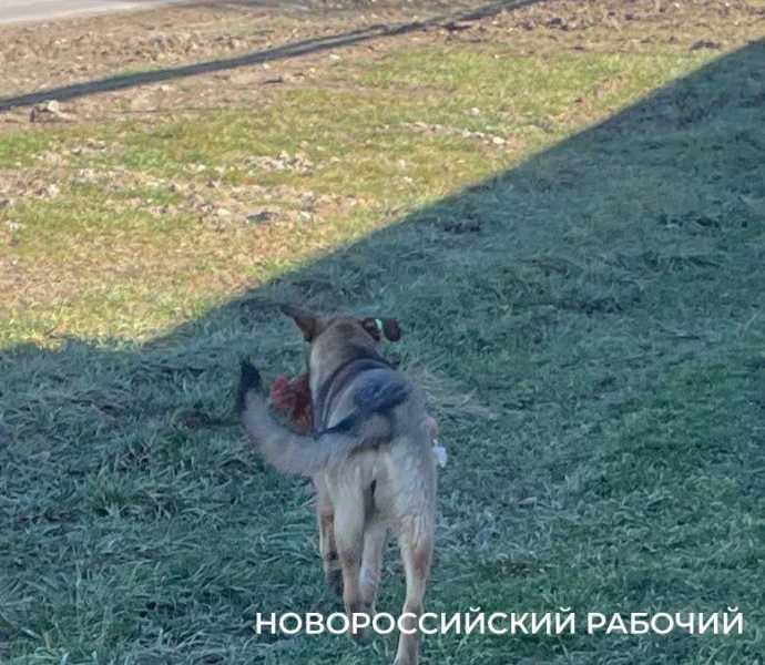 В пригороде Новороссийска «добрые чипированные» псы угрожают безнадзорным курам