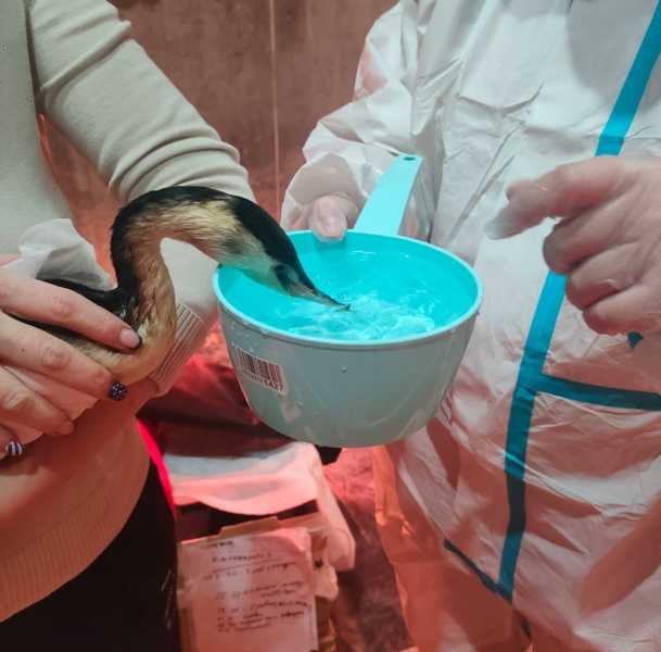 Волонтеры благодарят жителей МКД в пригороде Новороссийска, где работал приют для пострадавших птиц