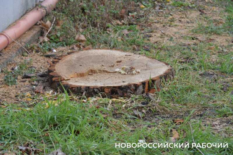 Глава Новороссийска потребовал привести парк Фрунзе в порядок. Парк передадут новому хозяину