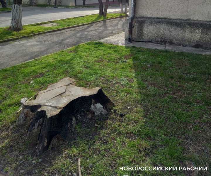 Как в Новороссийске по всем правилам  убрать засохшее дерево