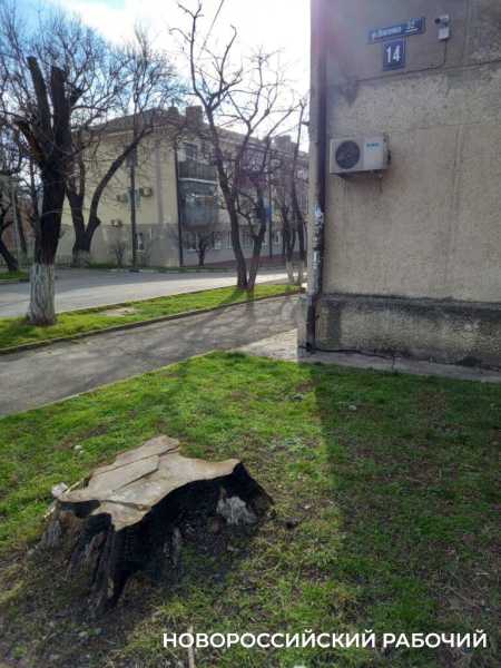 Как в Новороссийске по всем правилам  убрать засохшее дерево