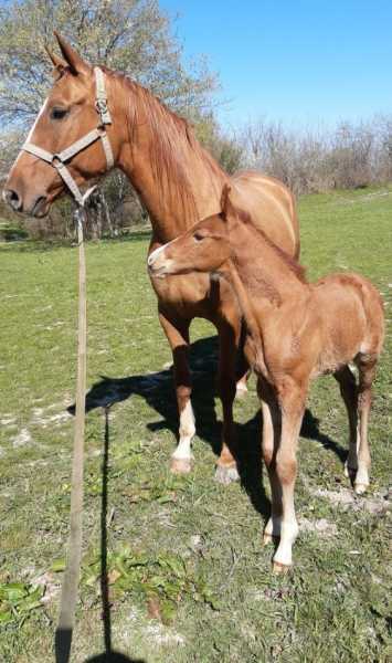 Казак из Новороссийска спасает от исчезновения уникальную донскую породу лошадей