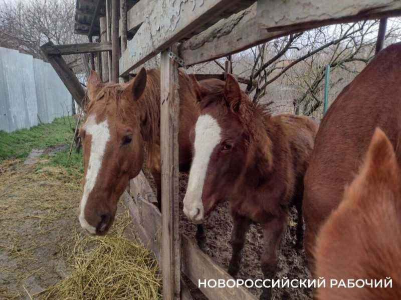 Казак из Новороссийска спасает от исчезновения уникальную донскую породу лошадей