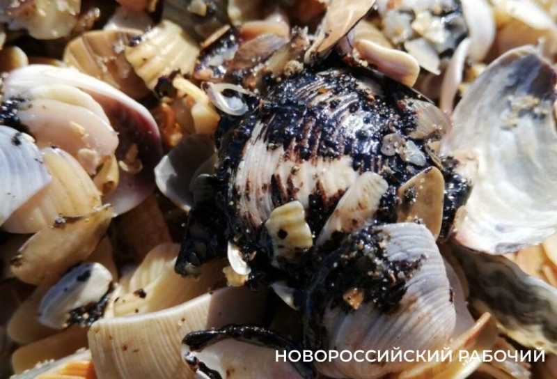 Каждый день, в 7 утра, из Новороссийска выезжают «охотники за мазутом» 