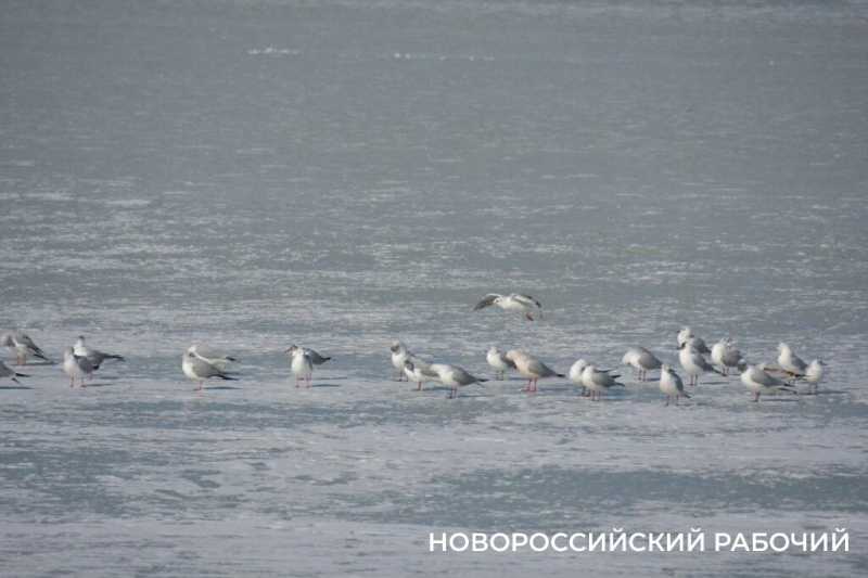 «Море в Новороссийске НЕ ЗАМЕРЗЛО»! Местные смеются над фейками, которые завирусились в сети