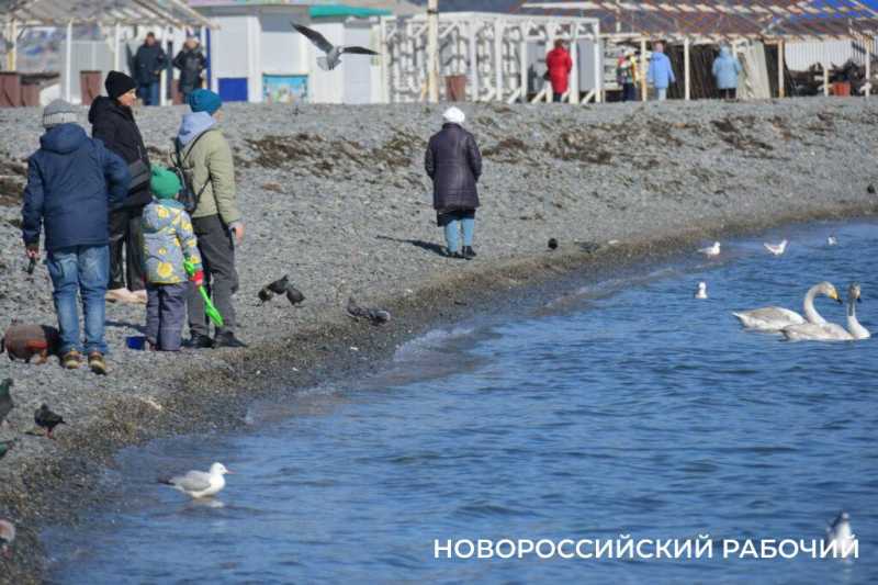 «Море в Новороссийске НЕ ЗАМЕРЗЛО»! Местные смеются над фейками, которые завирусились в сети