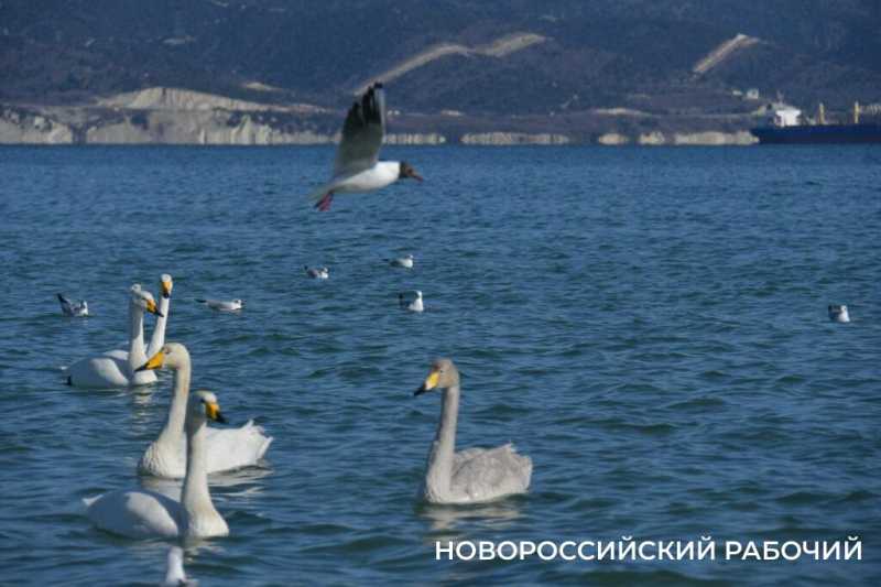 «Море в Новороссийске НЕ ЗАМЕРЗЛО»! Местные смеются над фейками, которые завирусились в сети