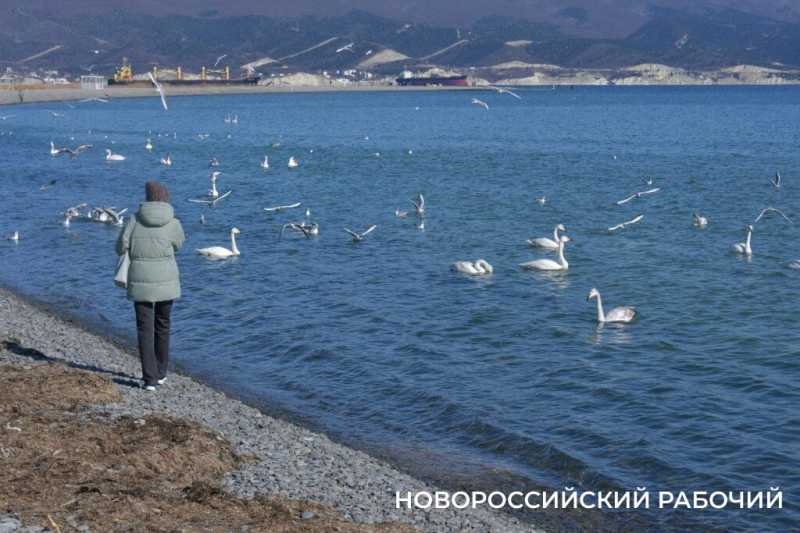 «Море в Новороссийске НЕ ЗАМЕРЗЛО»! Местные смеются над фейками, которые завирусились в сети